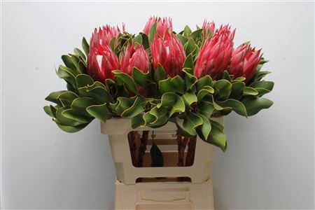 <h4>Protea Cynaroides Madiba</h4>