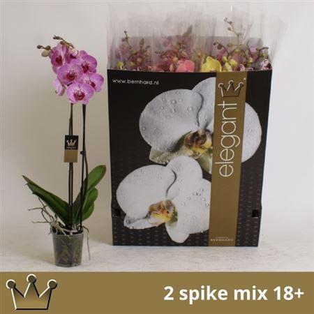 <h4>Phal Gem 8 Kl</h4>
