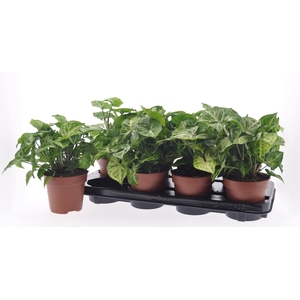 Syngonium Arrow