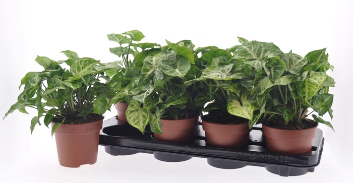 <h4>Syngonium Arrow</h4>