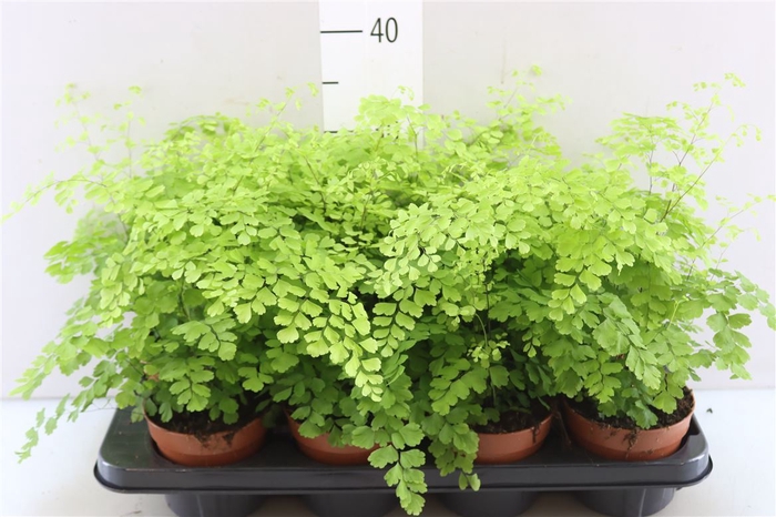 <h4>Adiantum Fragrans</h4>