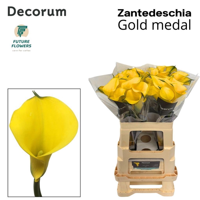 <h4>Zantedeschia gold medal</h4>