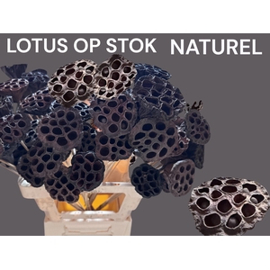 HUIS EN TUINDECO H%