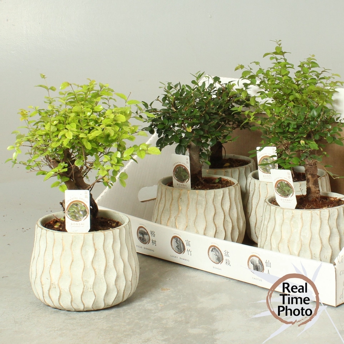 <h4>BONSAI GEM</h4>