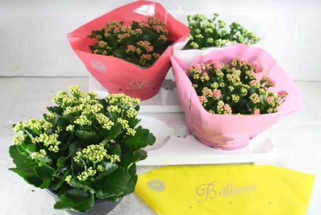 <h4>KAL GE GEM 4 KL</h4>