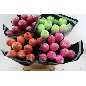 Chr G Kbh Antonov Winter Mix