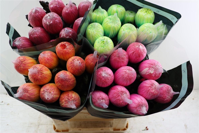 <h4>Chr G Kbh Antonov Winter Mix</h4>