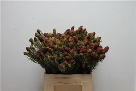 <h4>Kaaps Cumosum</h4>