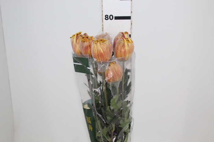 <h4>ANASTASIA DARK FUEGO 080 CM</h4>
