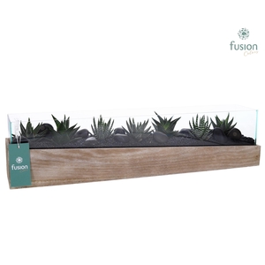 Aquarium Large met Haworthia