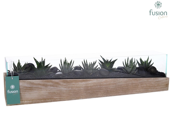 <h4>Aquarium Large met Haworthia</h4>