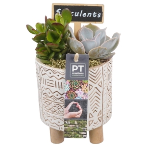 PTSU8482 Arrangement Succulenten in beton pot op houten voet