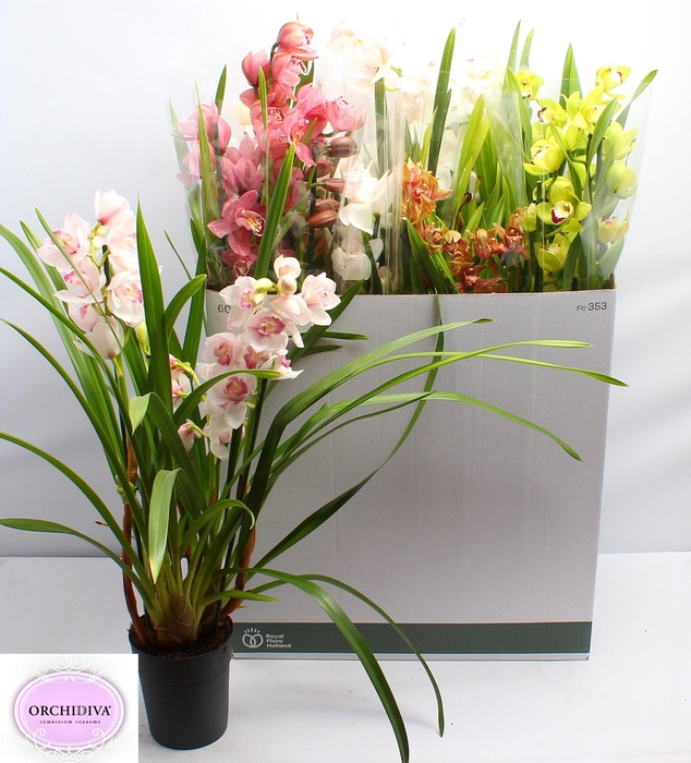 <h4>CYMB GEMENGD</h4>