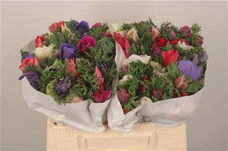 <h4>Anemone Mistral Mixed</h4>