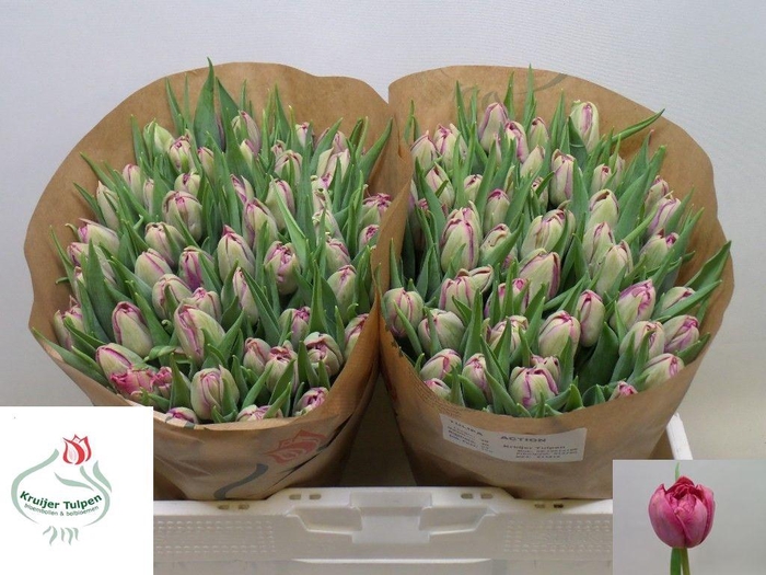 <h4>TU DU ACTION</h4>