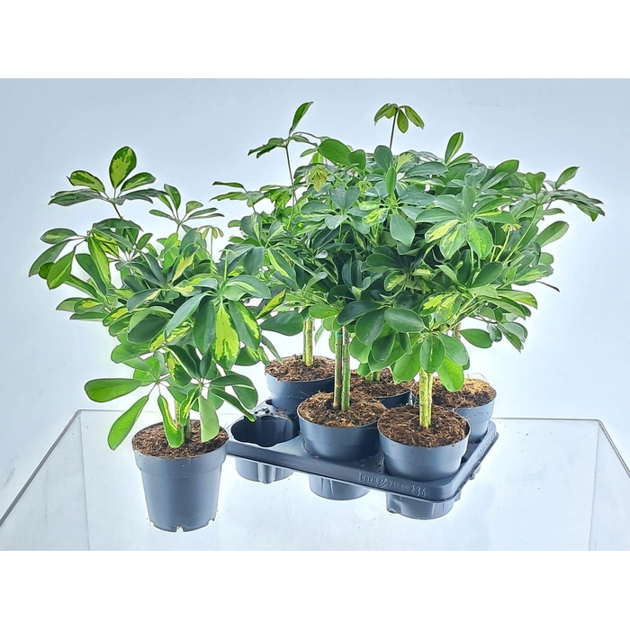 <h4>SCHEF AR GOLD CAPELL</h4>