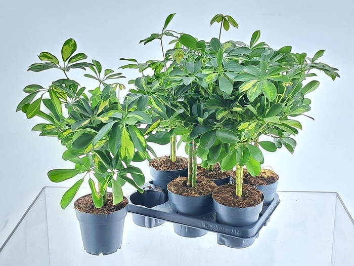 <h4>SCHEF AR GOLD CAPELL</h4>