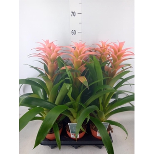 Guzmania  'Melissa'