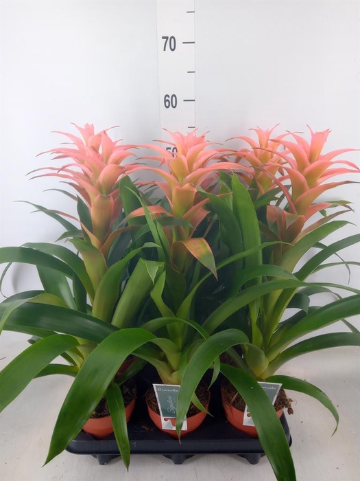 <h4>Guzmania  'Melissa'</h4>