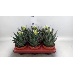 Aloe aristata 'Tiki Tahi'