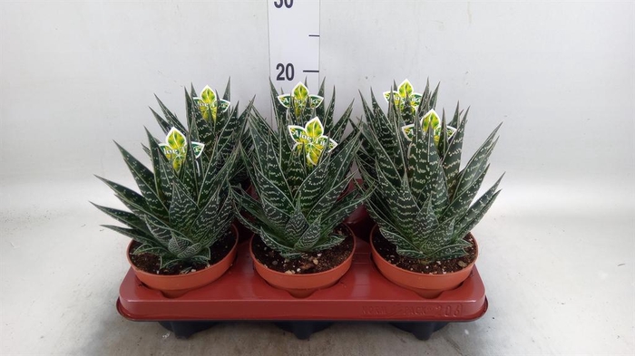 <h4>Aloe aristata 'Tiki Tahi'</h4>
