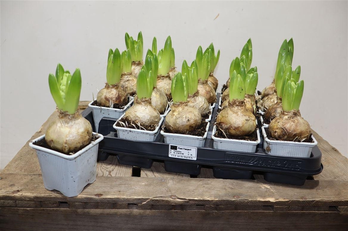 <h4>arr8 Hyacin Aiolos</h4>