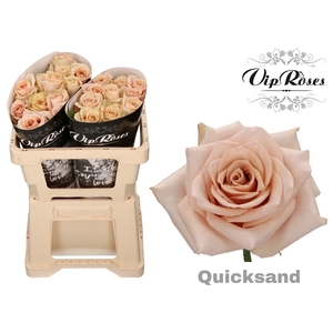 R Gr Quicksand X40
