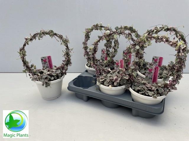 <h4>CEROP WO VARIEGATA</h4>