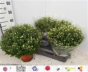 <h4>CHRYS GARDEN MUMS GM</h4>