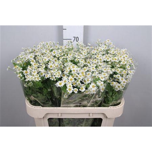 Tana Pa Single Vegmo