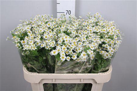 <h4>Tana Pa Single Vegmo</h4>