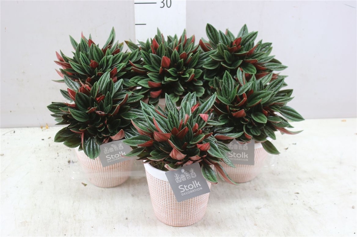 <h4>Peperomia Rosso Terra Keramiek</h4>