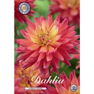 Dahlia Rainbow Silence x1 l