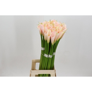 Zantedeschia Eydolls Salmon