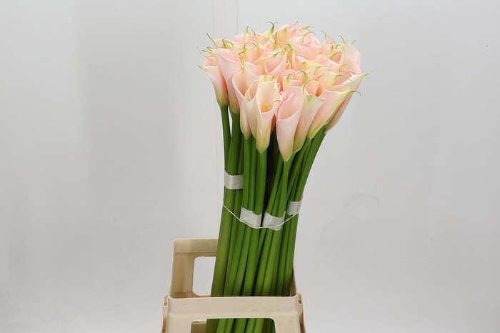 Zantedeschia Eydolls Salmon