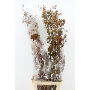 ROSA CORALLO ORANGE GREEN 150CM