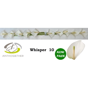 Anth A Whisper 9 cm X10 Oosterzon