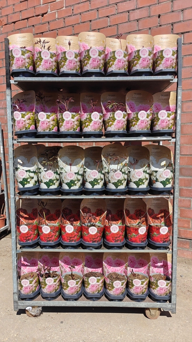 <h4>PAEONIA L GEM</h4>