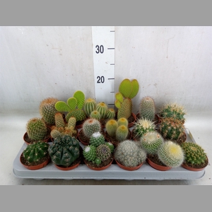 Cactus   ...mix