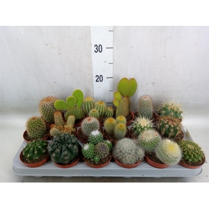 Cactus   ...mix