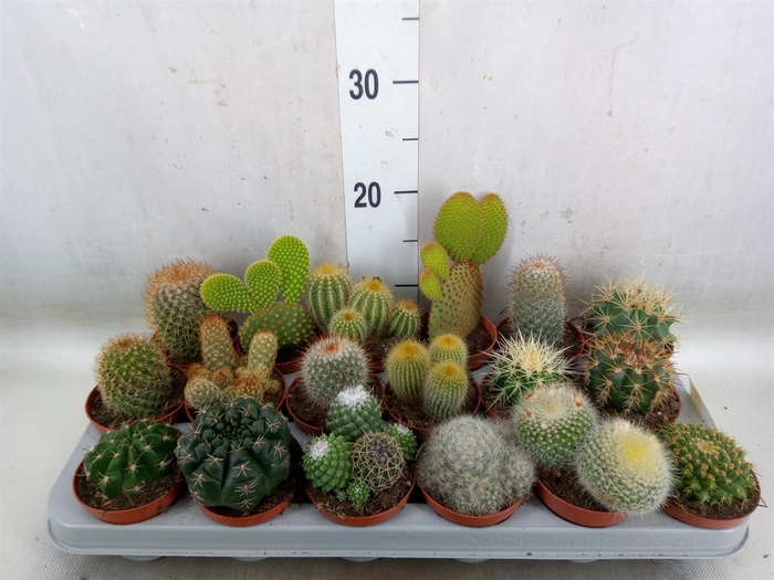 <h4>Cactus   ...mix</h4>