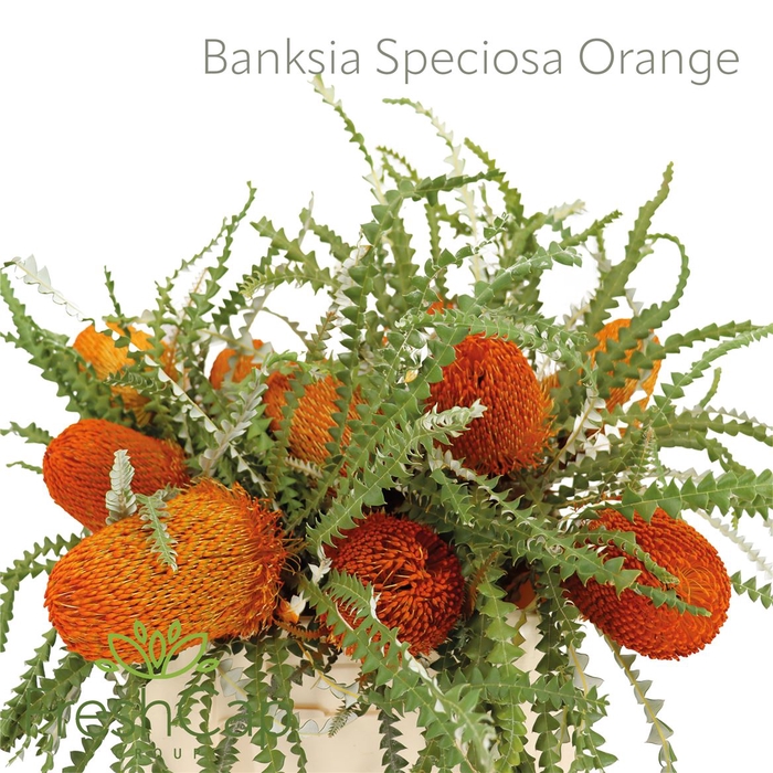 <h4>Banksia Speciosa Orange</h4>