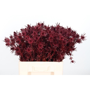 Eryn Orion Kl Bh Bordeaux