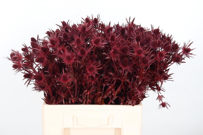 <h4>Eryn Orion Kl Bh Bordeaux</h4>