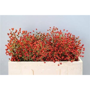 Rosa Prinsberry Fire