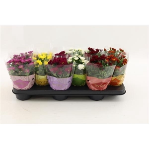 Chrysanthemum Indicum Grp Swifty gemengd
