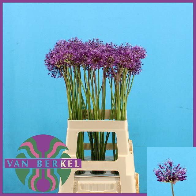 <h4>ALLIUM KLEINBLOEMIG</h4>