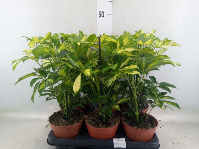 <h4>Schefflera arbor. 'Gerda'</h4>