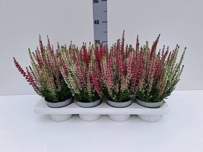 <h4>Calluna vulg. 'Beauty L Ametie'</h4>