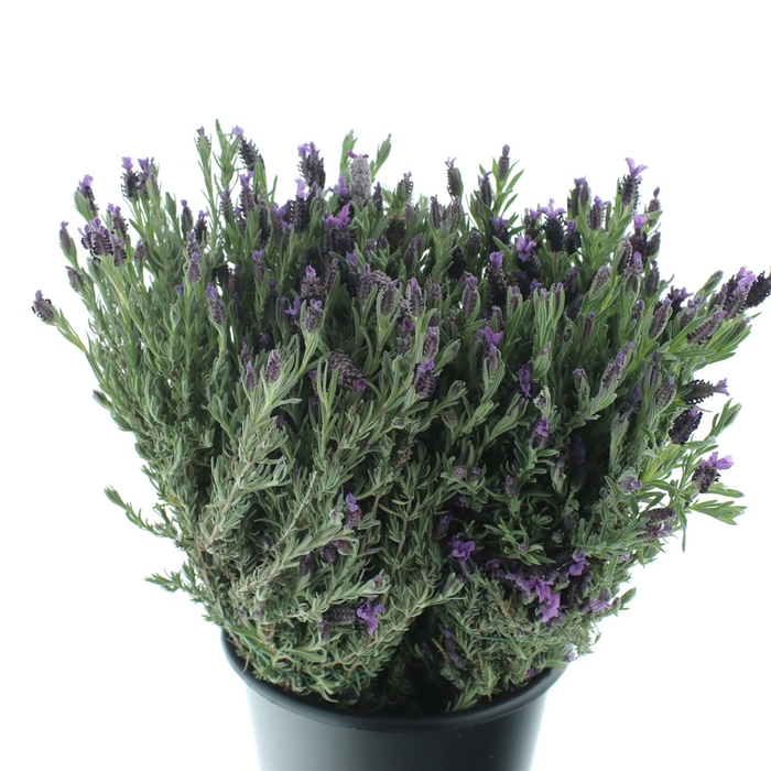 <h4>Lavandula Stoechas</h4>